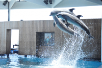 上越水族館　うみものがたり