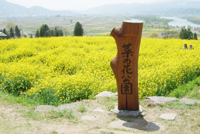 飯山菜の花公園